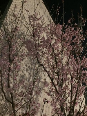 桜満開！くずはモールそばの宝石・時計・ブランド品を高価買取リサイクル『質はしもと(有)橋本質店』