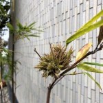 珍しいお花。60～120年に一度開花する「竹」に花が咲きました。枚方市樟葉駅前プロ鑑定で高価買取リサイクル『質はしもと(有)橋本質店』