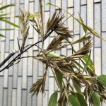 珍しいお花。60～120年に一度開花する「竹」に花が咲きました。枚方市樟葉駅前プロ鑑定で高価買取リサイクル『質はしもと(有)橋本質店』